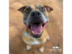 Adopt Starky a Boxer