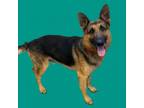 Adopt Carver a German Shepherd Dog