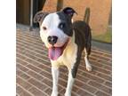 Adopt Bloo a Pit Bull Terrier