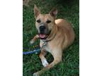 Adopt Sadie a Tan/Yellow/Fawn - with White Boxer / German Shepherd Dog / Mixed