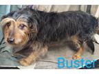 Adopt Buster a Scottish Terrier, Norwich Terrier