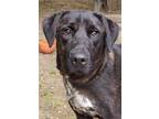 Adopt Coal a Labrador Retriever