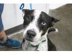 Adopt Rue (Renzo) a Australian Cattle Dog / Blue Heeler, Husky