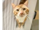 Adopt GEORGE a Domestic Short Hair