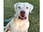 Adopt CANELO a Mastiff, Mixed Breed