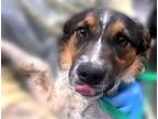 Adopt STEVE a Australian Cattle Dog / Blue Heeler