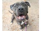 Adopt LONGMIRE* a Pit Bull Terrier, Mixed Breed