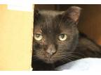 Adopt PENGUIN a Domestic Short Hair