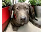 Adopt GOLIATH a Labrador Retriever, Mixed Breed