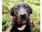 Adopt BAILEY a Labrador Retriever, Mixed Breed