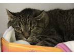 Adopt CHUBB a Domestic Short Hair