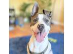 Adopt OHTANI* a Pit Bull Terrier, Mixed Breed