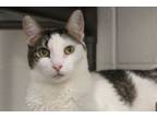 Adopt SIMON* a Domestic Short Hair