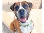 Adopt RUSTY* a Boxer, Mixed Breed