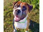 Adopt RUSTY* a Boxer, Mixed Breed