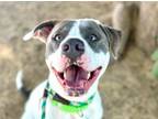 Adopt CARAMELO* a Pit Bull Terrier