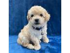 Maltipoo Puppy for sale in Appleton, WI, USA
