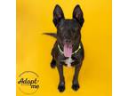 Adopt BRODY* a Australian Cattle Dog / Blue Heeler, Mixed Breed