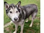 Adopt EDWIN* a Husky