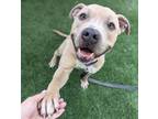 Adopt CADMIUM* a Pit Bull Terrier