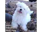 Maltese Puppy for sale in Tempe, AZ, USA