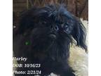 Brussels Griffon Puppy for sale in Tempe, AZ, USA