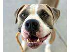 Adopt LOKEY a Pit Bull Terrier