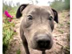 Adopt WAISE a American Staffordshire Terrier, Mixed Breed