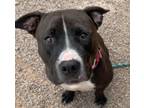 Adopt RAVEN a Pit Bull Terrier, Mixed Breed