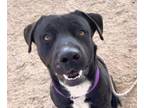 Adopt CARLOS* a American Staffordshire Terrier