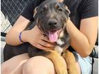 Adopt OSSO a Pit Bull Terrier, Mixed Breed