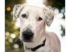 Adopt JIMMY * a Pit Bull Terrier