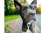 Adopt PERCY* a Pit Bull Terrier, Australian Cattle Dog / Blue Heeler