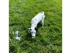 Dalmatian Puppy for sale in Sugarcreek, OH, USA