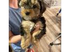Cavapoo Puppy for sale in Lexington, NC, USA