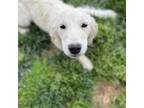 Golden Retriever Puppy for sale in Apple Valley, CA, USA