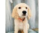 Golden Retriever Puppy for sale in Apple Valley, CA, USA