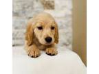 Golden Retriever Puppy for sale in Apple Valley, CA, USA