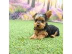 Yorkshire Terrier Puppy for sale in Arthur, IL, USA