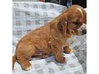 Cocker Spaniel Puppy for sale in Madisonville, TN, USA