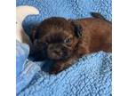 Cavapoo Puppy for sale in Shelbyville, TN, USA