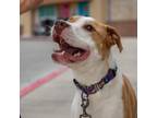 Adopt Molly RV a Pit Bull Terrier / Mixed Breed (Medium) / Mixed dog in Salem