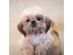 Shih Tzu Puppy for sale in Montrose, CO, USA