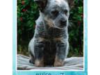 Australian Cattle Dog Puppy for sale in Lincoln City, OR, USA