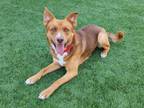 Adopt PRINCE a Border Collie, Australian Cattle Dog / Blue Heeler