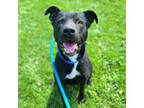 Adopt FASSBENDER a Labrador Retriever, Mixed Breed