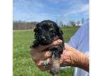 Mutt Puppy for sale in Columbia City, IN, USA