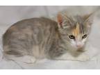 Adopt Bonita a Calico or Dilute Calico Domestic Mediumhair / Mixed (medium coat)