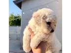 Toy poodle girl