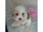 F1B Cavapoo Suzy